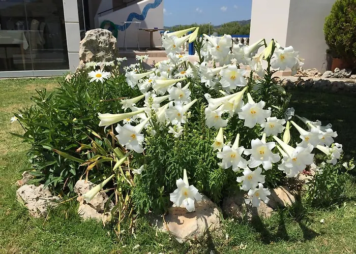 公寓 达芬奇的一室公寓酒店 哈拉奇